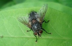 Blepharipa pratensis