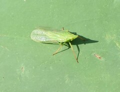 Rhynchomitra