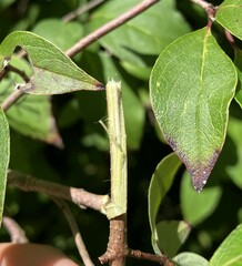 Cornus racemosa