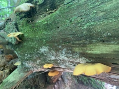 Tricholomopsis decora