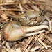 Red-jointed Fiddler Crab - Photo (c) Ty Smith, some rights reserved (CC BY-NC), uploaded by Ty Smith