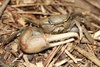 Red-jointed Fiddler Crab - Photo (c) Ty Smith, some rights reserved (CC BY-NC), uploaded by Ty Smith