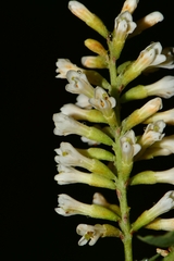 Eysenhardtia polystachya