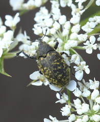 Larinus turbinatus