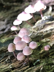 Mycena purpureofusca