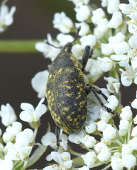 Larinus turbinatus