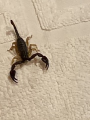 Euscorpius