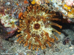 Telmatactis cricoides