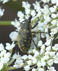 Larinus turbinatus