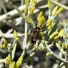 Argidae
