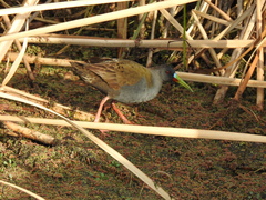 Pardirallus sanguinolentus