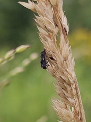 Harmonia axyridis