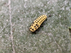 Psyllobora vigintiduopunctata