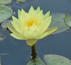 Nymphaea mexicana