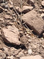 Phrynosoma blainvillii