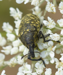 Larinus turbinatus