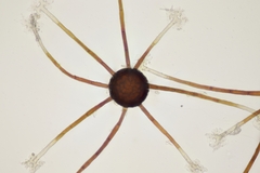 Podosphaera myrtillina