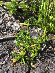 Diphasiastrum sitchense