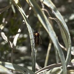 Argidae