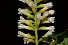 Eysenhardtia polystachya