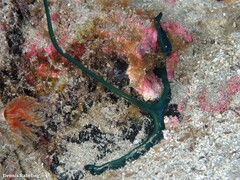 Bonellia viridis