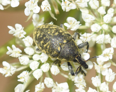 Larinus turbinatus