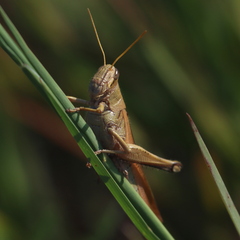 Schistocerca lineata