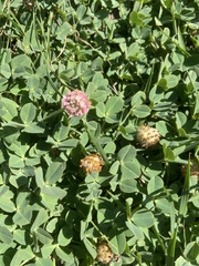 Trifolium fragiferum