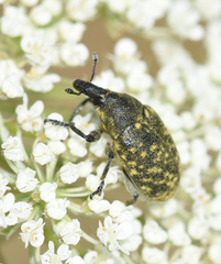 Larinus turbinatus