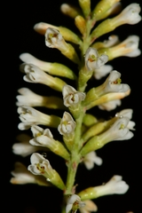 Eysenhardtia polystachya