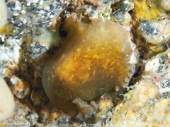 Dendrodoris temarana