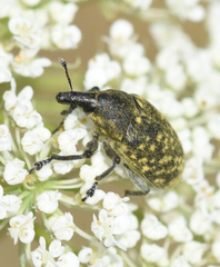 Larinus turbinatus