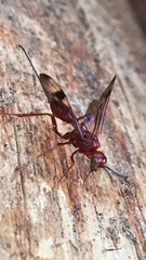 Aulacidae
