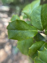 Ilex opaca