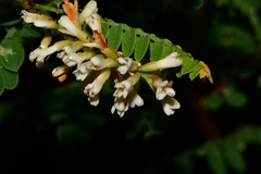 Eysenhardtia polystachya