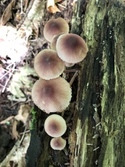 Mycena purpureofusca