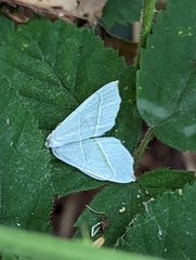Campaea margaritaria