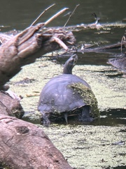 Deirochelyinae