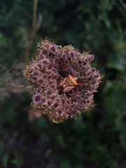 Carpocoris mediterraneus atlanticus
