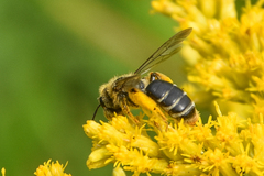 Andrena braccata