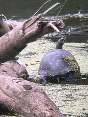 Deirochelyinae