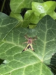 Micrathena sagittata