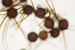 Podosphaera myrtillina