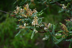 Eysenhardtia polystachya