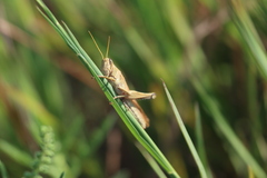 Schistocerca lineata