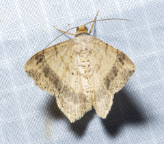Psamatodes abydata