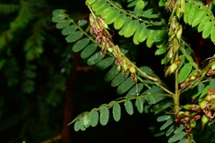 Eysenhardtia polystachya