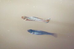 Poecilia latipinna