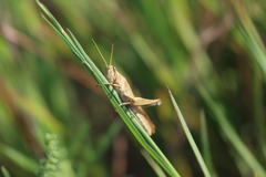 Schistocerca lineata