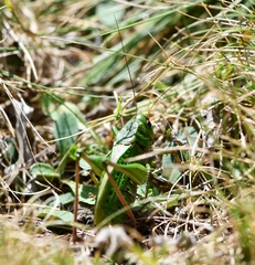 Decticus verrucivorus